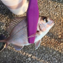 サビキで4目達成。