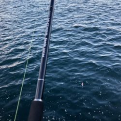 鱗付け完了！太サゴシ ！