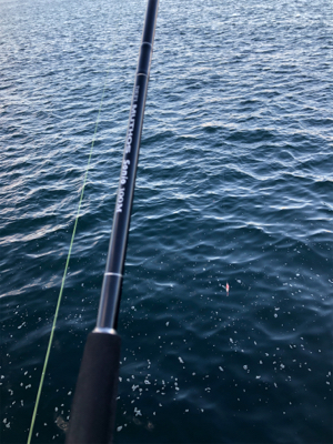 鱗付け完了！太サゴシ ！