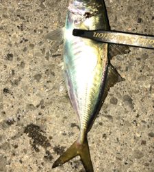 アジングナイト(少し寒い)