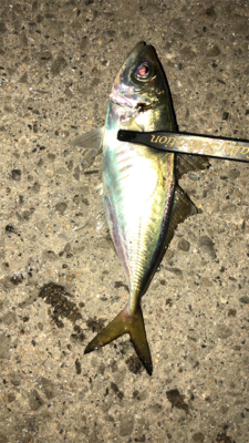 アジングナイト(少し寒い)