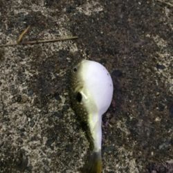 アジを求めて⑱