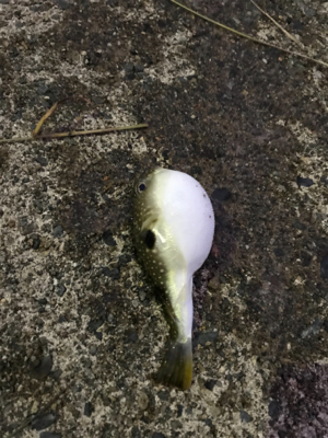 アジを求めて⑱