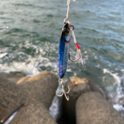 サゴシからのサワラ