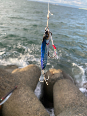 サゴシからのサワラ