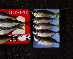 アジング練習 209