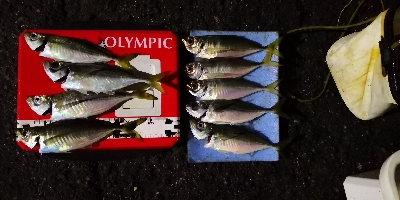 アジング練習 209