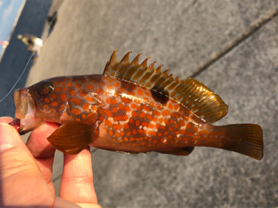 沖堤は今が釣り頃ですよ〜