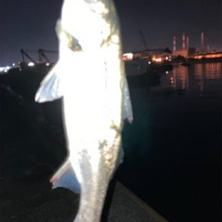 シーバス絶好調！