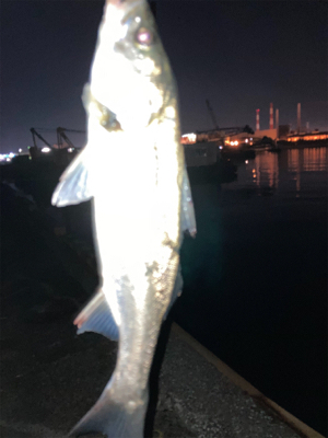 シーバス絶好調！