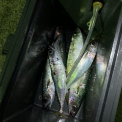 アジング サバング