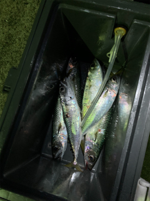 アジング サバング