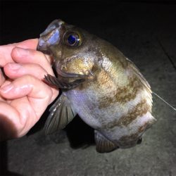 メバリング開幕