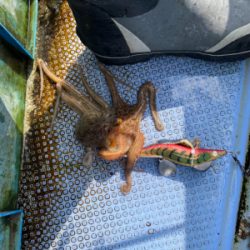 明石でタコ狙い