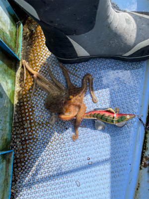 明石でタコ狙い