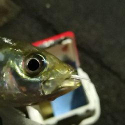 アジング練習 211