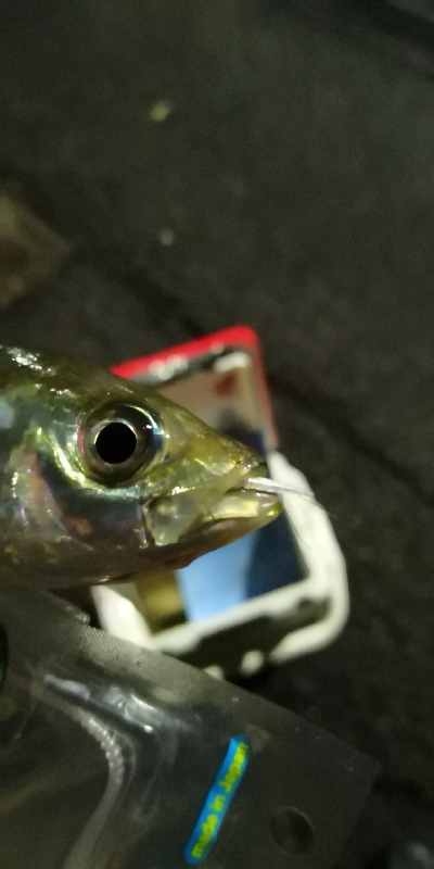 アジング練習 211