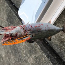 サワラ、サゴシの回遊アリ