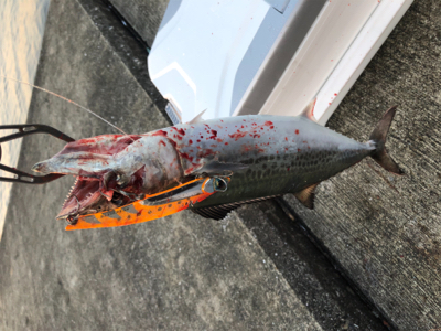 サワラ、サゴシの回遊アリ