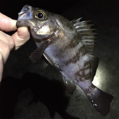 渋いメバリング
