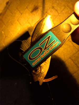 太っちょアジさんに遭遇