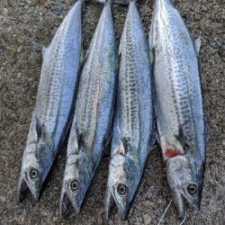 サゴシパーティー