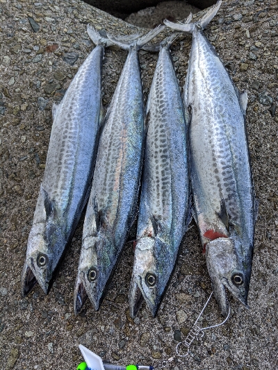 サゴシパーティー