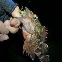 尺アジはなかなか釣れない