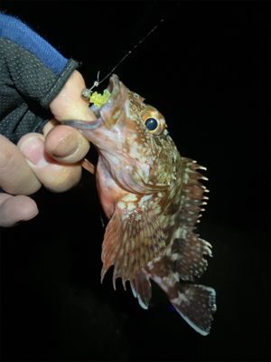 尺アジはなかなか釣れない