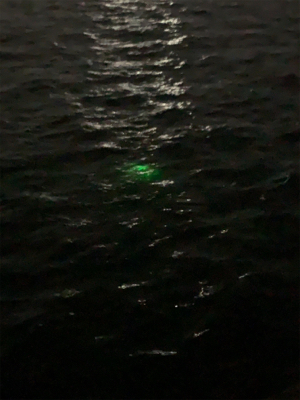 ウキ釣りでタチウオ