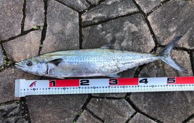 サゴシカッター