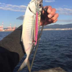 ポーアイ沖堤防