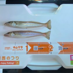 3週連続、深日港へカレイ釣り