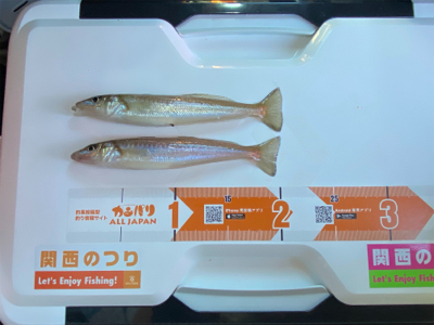 3週連続、深日港へカレイ釣り