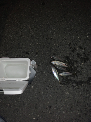 ベイトアジングの道⑫極寒