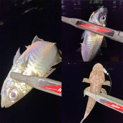 良型狙いが、豆狩りに