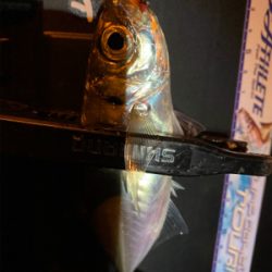 その時釣れる魚を釣る