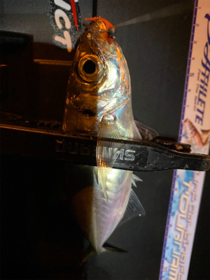 その時釣れる魚を釣る