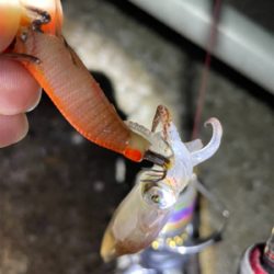 ヒイカ　エギング　100杯超え