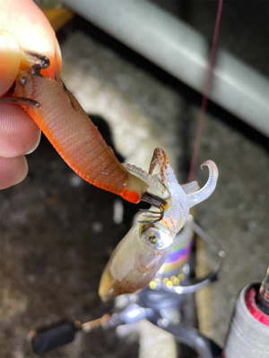 ヒイカ　エギング　100杯超え