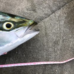 久々のショアプラッキング