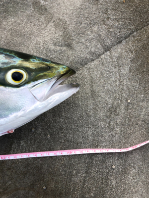 久々のショアプラッキング