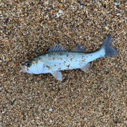 サーフシーバス終盤