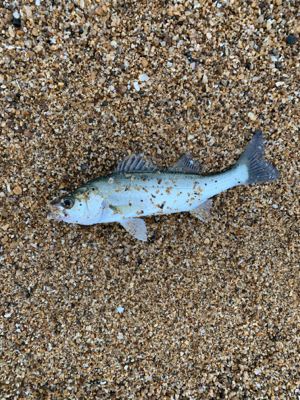 サーフシーバス終盤