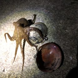 キス狙いで五目釣り