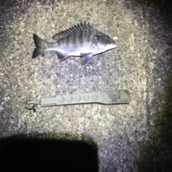 こうちゃんとチンタ