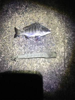 こうちゃんとチンタ