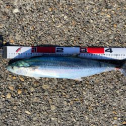 狙いはサゴシ！！