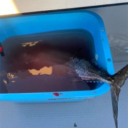 オフショアジギング