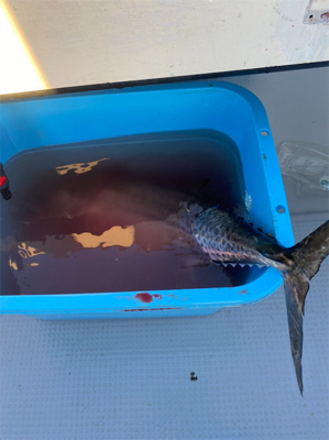 オフショアジギング